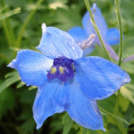 Delphinium belladonna 'Voelkerfrieden'