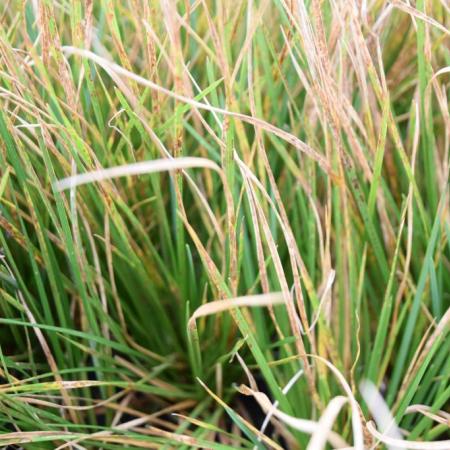 Deschampsia cespitosa 'Waldschrat'