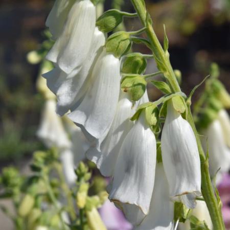 Digitalis purpurea 'Alba'
