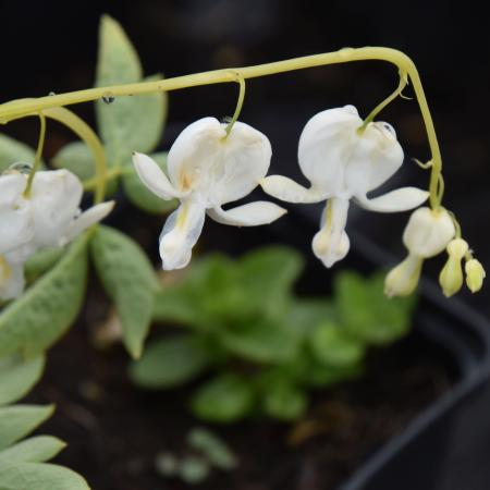 Dicentra spectabilis 'Alba'