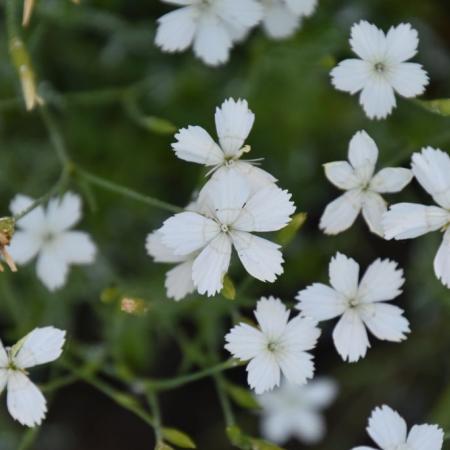 Dianthus deltoides 'Albiflorus'