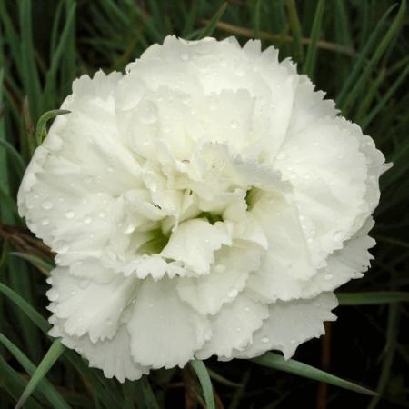 Dianthus plumarius 'Albus Plenus'