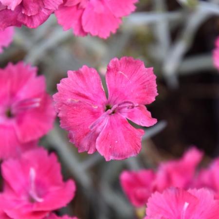 Dianthus gratianopolitanus 'Badenia'