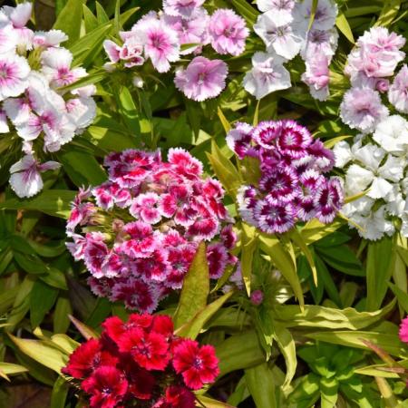 Dianthus barbatus