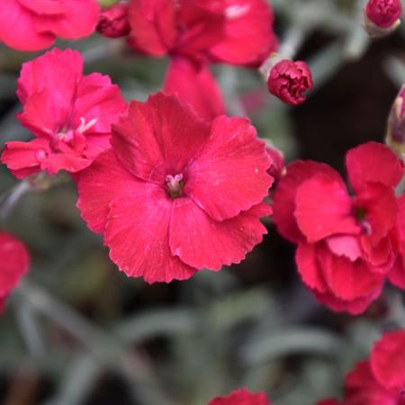 Dianthus gratianopolitanus 'Bombardier'