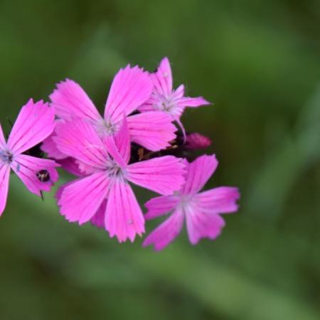 Dianthus carthusianorum