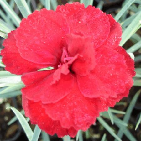 Dianthus plumarius 'David'