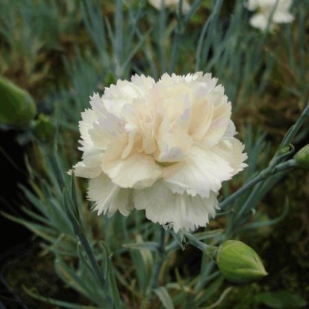 Dianthus plumarius 'Devon Cream'