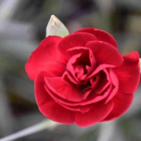 Dianthus plumarius 'Desmond'