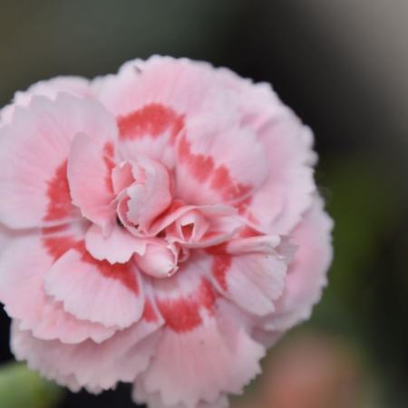 Dianthus plumarius 'Doris'