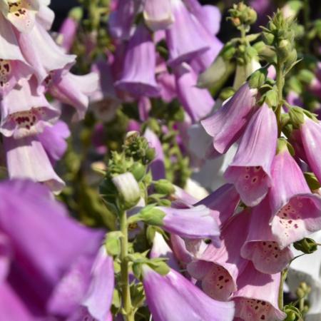 Digitalis purpurea 'Excelsior Hybrids'