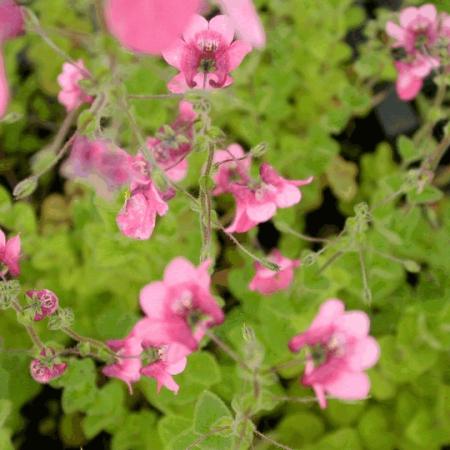 Diascia fetcaniensis