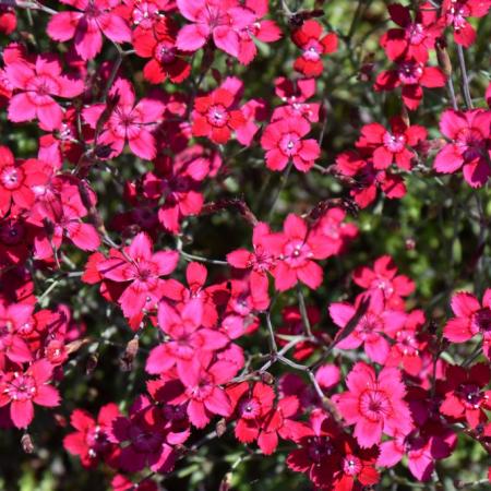 Dianthus deltoides 'Flashing Light'