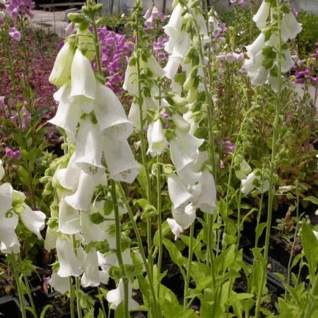 Digitalis purpurea 'Gloxiniaeflora'