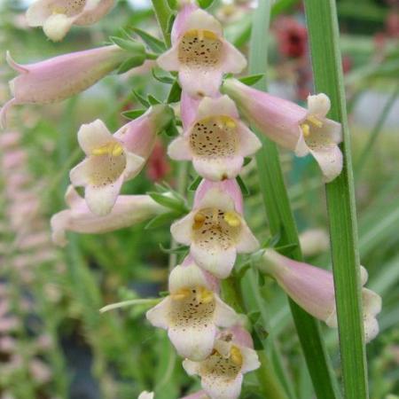 Digitalis hybride 'Glory Of Roundway'