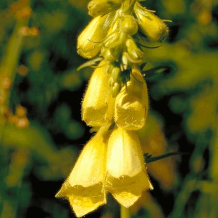 Digitalis grandiflora (ambigua)