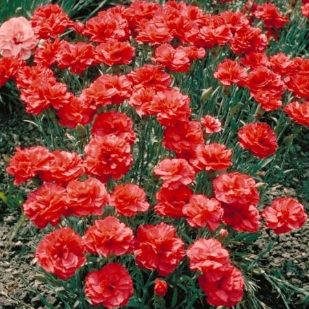 Dianthus plumarius 'Heidi'