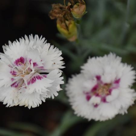 Dianthus plumarius 'Ine'