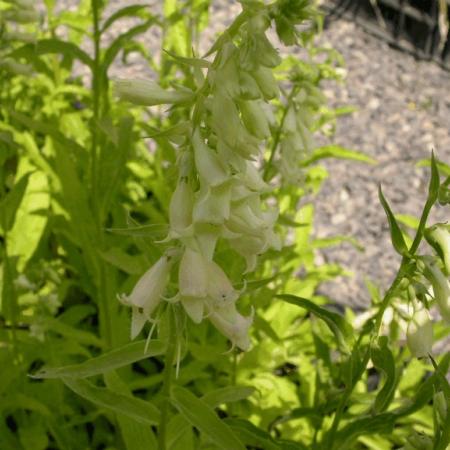 Digitalis lanata