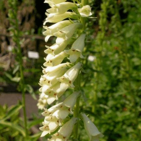 Digitalis lutea