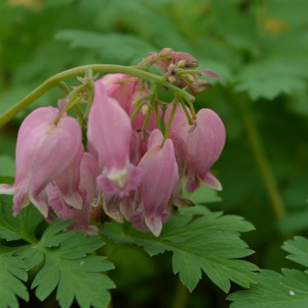 Dicentra formosa 'Luxuriant'