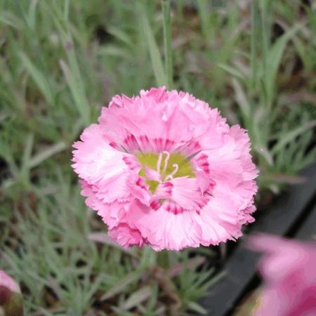 Dianthus plumarius 'Maggie'