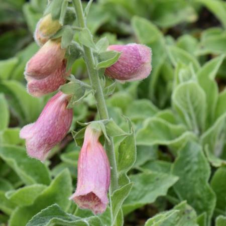 Digitalis mertonensis