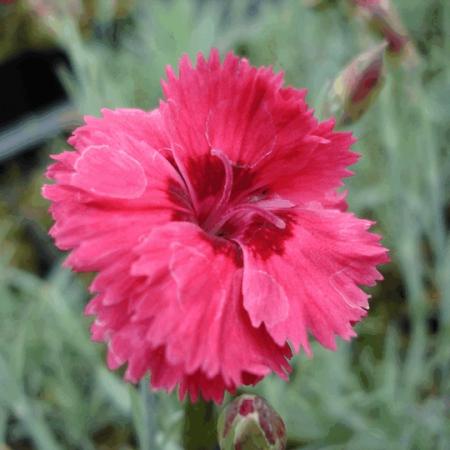 Dianthus plumarius 'Munot'