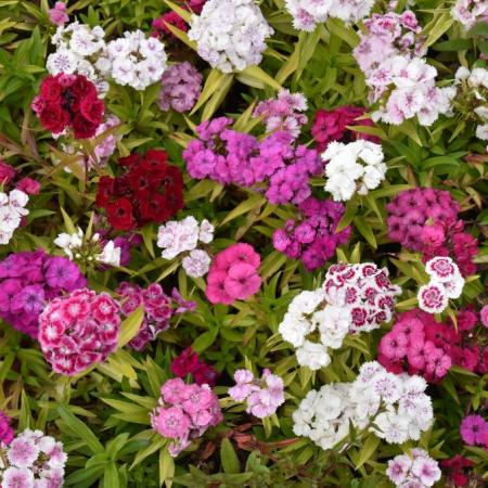 Dianthus barbatus 'Nanus Compactus'