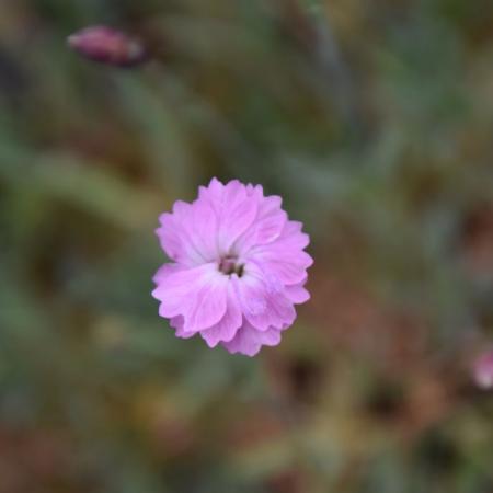 Dianthus gratianopolitanus 'Pik Jewel'