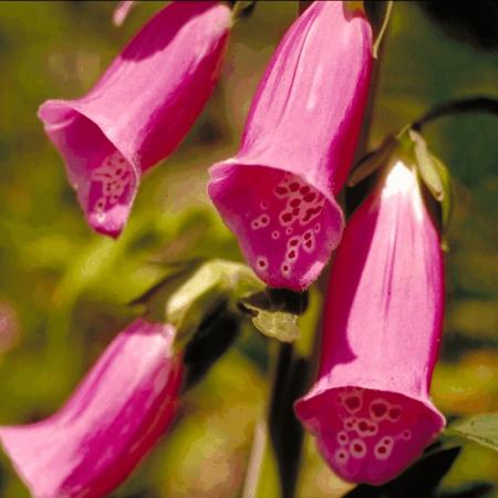 Digitalis purpurea