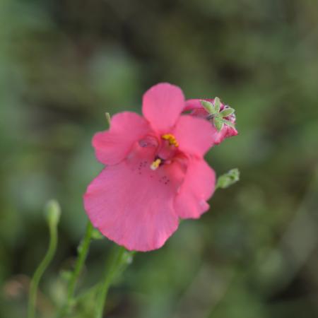 Diascia 'Ruby Field'