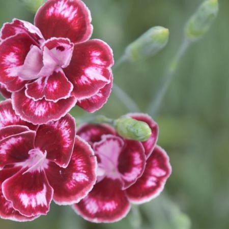 Dianthus allwoodii 'Romeo'