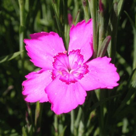 Dianthus deltoides 'Rosea'