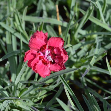 Dianthus gratianopolitanus 'Rotkäpchen'