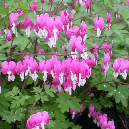 Dicentra spectabilis