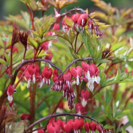 Dicentra spectabilis 'Valentine'