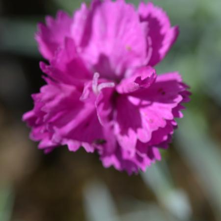 Dianthus plumarius 'Warden Hybrid'