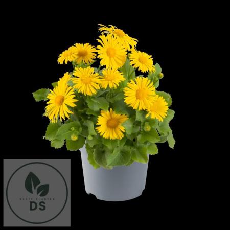 Doronicum 'Leonardo'