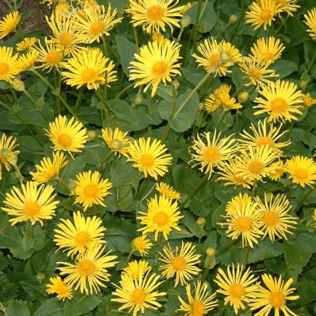 Doronicum orientale 'Little Leo'