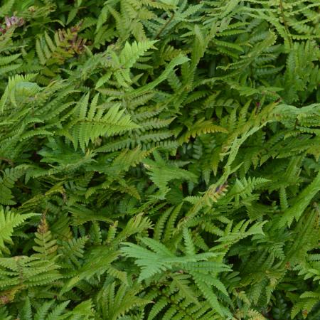 Dryopteris affinis (goudschubvaren)