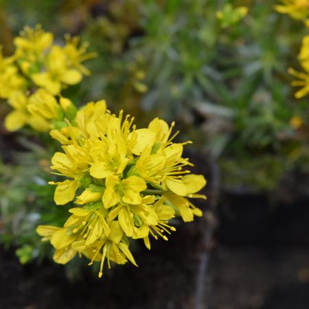 Draba aizoides