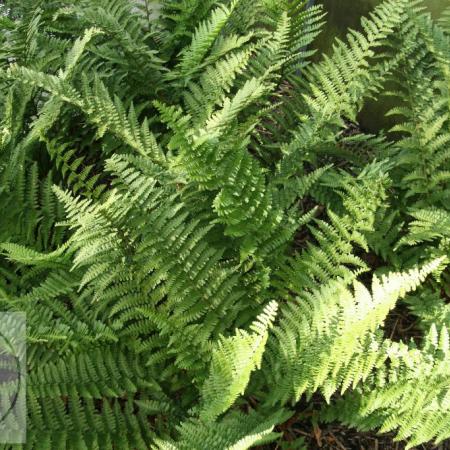 Dryopteris filix-mas 'Barnesii'