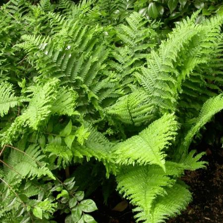 Dryopteris filix-mas 'Crispa Cristata'