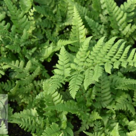 Dryopteris championi