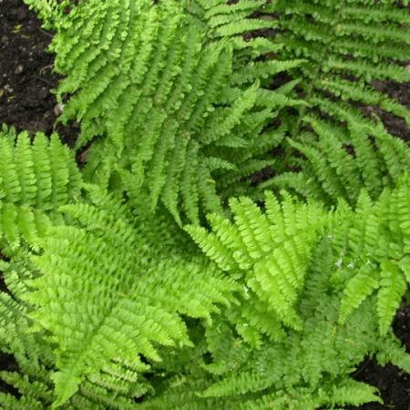 Dryopteris affinis 'Crispa'