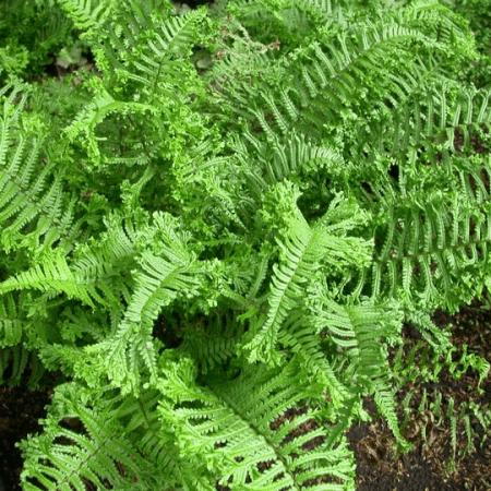 Dryopteris affinis 'Cristata'