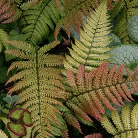 Dryopteris lepidopoda