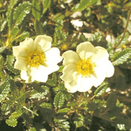 Dryas octopetala