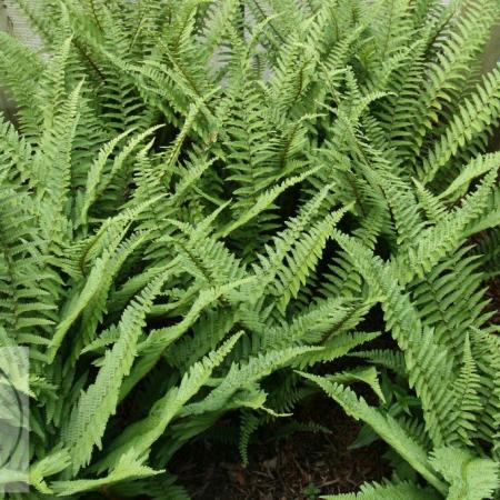 Dryopteris affinis 'Pinderi'